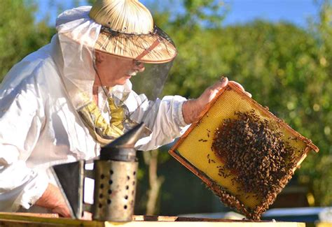 Intermediate Beekeeping Getting Through The First Year Bee Keeping Beekeeping For Beginners