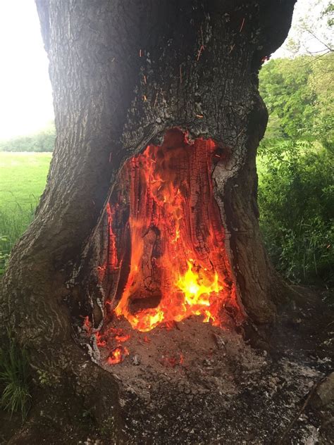 250 Year Old Ancient Oak Tree Catches Fire In Cannon Hill Park