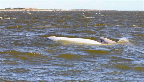 Traveler Story Beluga Whales In Churchill Canada Good Nature Travel