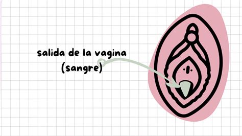 Sabías que la vulva tiene orificios Conoce sus nombres