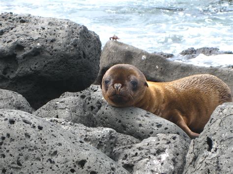 Baby Sea Lion In The Galapagos Islands Cute Little Animals Baby Sea