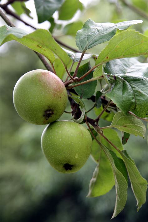 Free Images Branch Fruit Leaf Flower Food Green Produce Botany