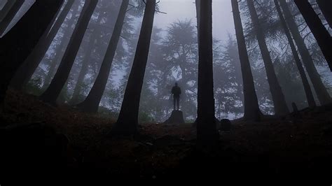 Wallpaper Loneliness Alone Forest Fog Darkness Hd Picture Image