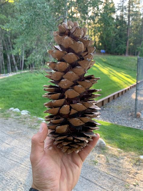 Large Sugar Pine Cones Etsy