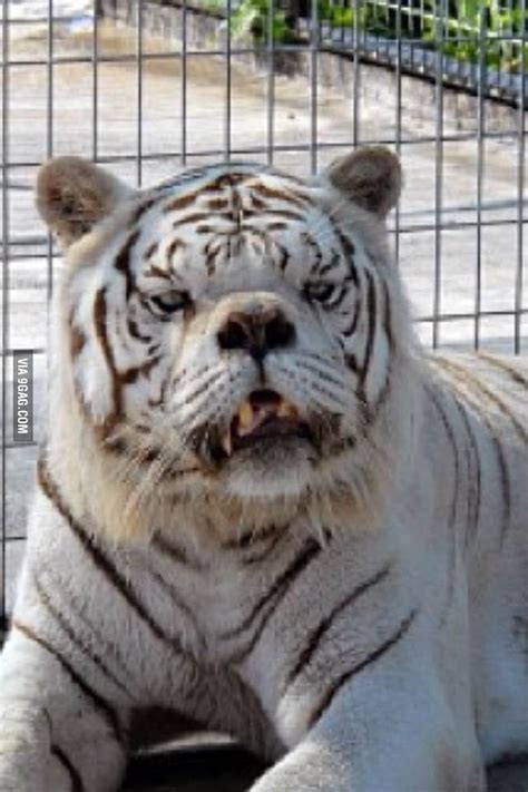 Maybe you would like to learn more about one of these? Kenny, the first tiger with Down syndrome | Cute wild ...