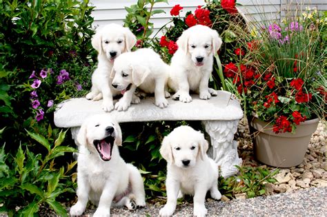 Akc White And English Creme Golden Retriever Puppies Minnesota Mn