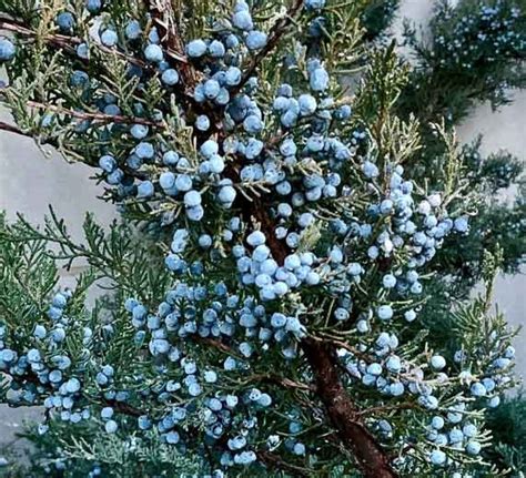 Juniperus Virginiana Eastern Red Cedar