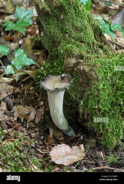 Horn Of Plenty Fungus Craterellus Cornucopioides Sussex Uk Stock