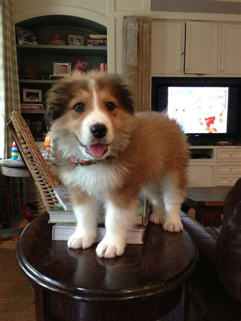 We did not find results for: Great Pyrenees / Bernese Mountain Dog mix puppy | Puppy Love | Pinterest | Puppys, Mountain dogs ...
