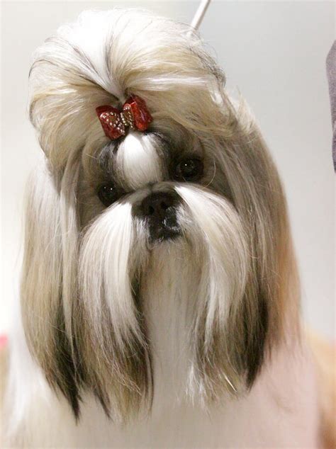 Shih Tzu Grooming Styles Pictures Pin By Irwing Cesar Salero On Cute