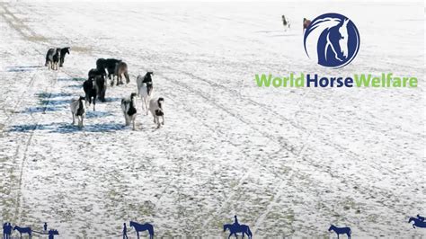 World Horse Welfare Christmas Message 2021 A Record Breaking Year