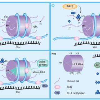 Mass modiﬁcation on undeﬁned amino acid residues of histones by shotgun proteomics using liquid. Connection between post-translational modifications ...