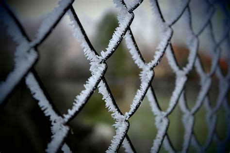 Free Images Tree Branch Snow Cold Winter Fence Leaf Flower