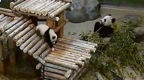 Watch 60 Seconds Of Cute Panda Cubs Tumbling Around Cbbc Newsround