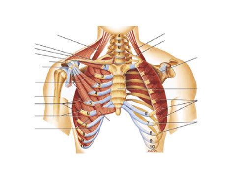 Stabilizing muscles of pectoral girdle anterior Quiz
