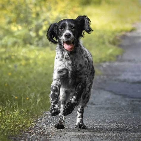 What Are English Setters Bred For
