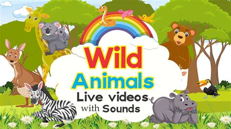 Wild Animals Live Videos With Sounds Animal Sounds Jungle Animals