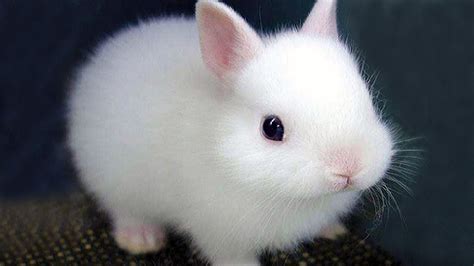 I Bunnies Cute Baby Rabbit Videos Funny Bunny Rabbits