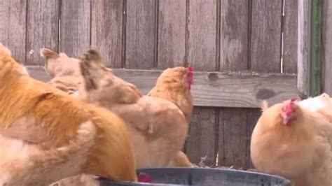 Nationwide Salmonella Outbreak Linked To Backyard Chickens