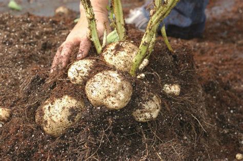 Check spelling or type a new query. How to Plant, Hill and Harvest Potatoes | HGTV