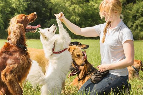 How To Find A Good Dog Trainer