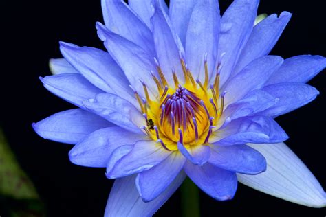 I Tried Using Blue Lotus Here Are Its Magical Benefits On Life