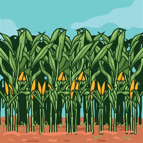 Corn Stalks On Farm Illustration 173346 Vector Art At Vecteezy
