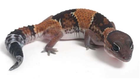 African Fat Tailed Gecko Animals Wiki Fandom