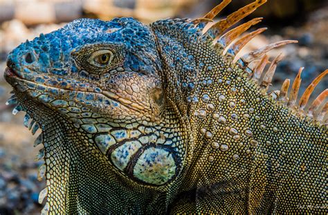 We did not find results for: 2020 - Regent Cruise - Roatan - Arch's Iguana Reserve - Co ...