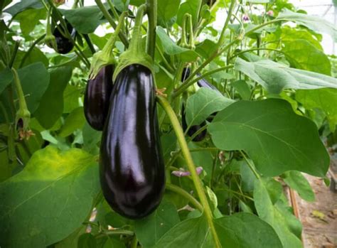 11 Different Eggplant Varieties To Grow In The Garden