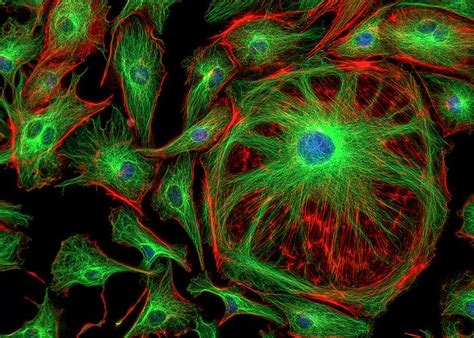 After many rounds of cell division, the individual develops into a complex, multicellular organism, as once a being is fully grown, cell reproduction is still necessary to repair or regenerate tissues. Fluorescent cells grown using CMOS image sensors