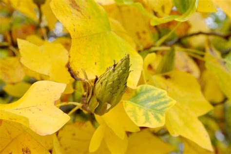 Yellow Leaves Tree