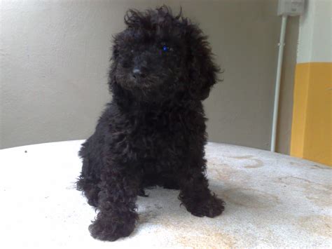 As licensed, ethical, and committed breeders of purebred teddy bear poodle puppies, we love sharing our passion for these wonderful animals with others. WOW WOW DOG PLANET: Black Adorable Poodle Puppy Available