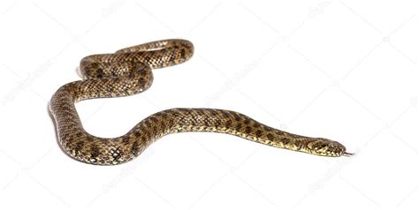 Serpiente De Agua Viperina Natrix Maura Serpiente No Venenosa Y