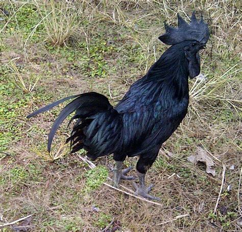 Indonesian Ayam Cemani Rare Black Chickens In Java Indonesia