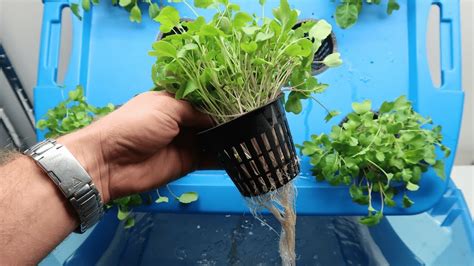Hydroponic Microgreens How To Grow Microgreens Hydroponically Without