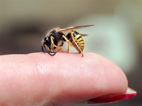 Home Remedy For Wasp Sting Exploring Tried And Tested Methods