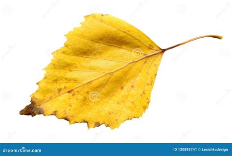 Yellow Autumn Leaf Of Birch Tree Isolated Stock Image Image Of