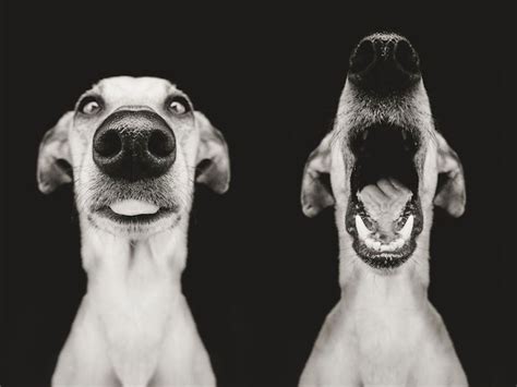Expressive Dog Portraitsby Elke Vogelsang Definitely A Must See For