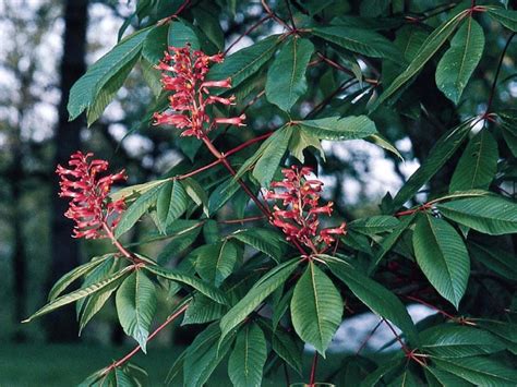 If so, you need one that will mature into a tall, striking tree with a large canopy. 14 Favorite Front Yard Trees | HGTV
