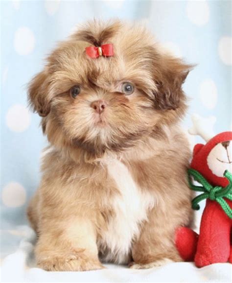 Premier pups provides their customers the most adorable small & teacup breed pups for sale and adoption in ohio and more. teacup shih tzu puppies for sale in florida | Zoe Fans Blog