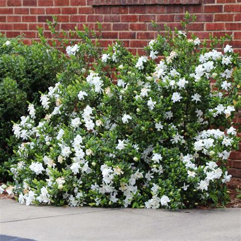 Frost Proof Gardenias For Sale