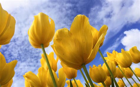 Yellow Tulips 2560x1600 Download Hd Wallpaper Wallpapertip