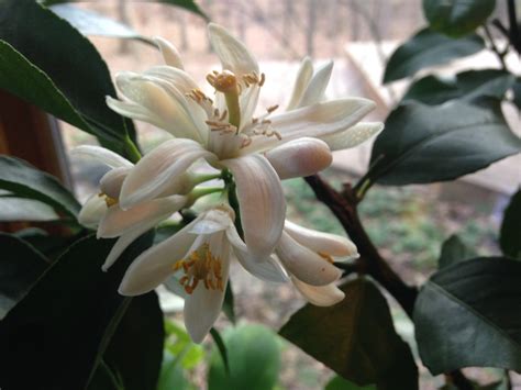 On average, fruit bearing begins when the trees are between 3 and 6 years old; Dwarf Meyer Lemon Trees Will Give You Fragrant Blossoms ...