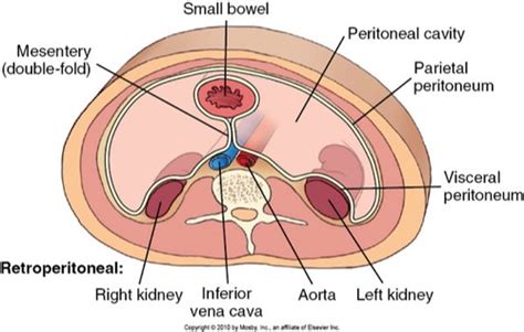 Peritoneum And Peritoneal Cavity Anatomy Flashcards Memorang My Xxx Hot Girl