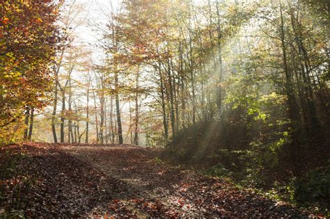Autumn Road Through The Forest With Bright Side Sun Rays Stock Image
