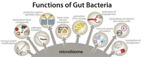 How Your Gut Microbiome Can Affect Your Health Herology
