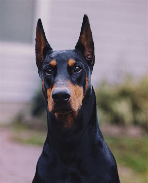 Ear Crop — Should We Be Nervous Doberman Forum Doberman Breed Dog