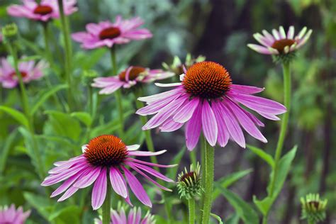 Check spelling or type a new query. Classic Summer Flowers That Are Deer Resistant — B. B ...