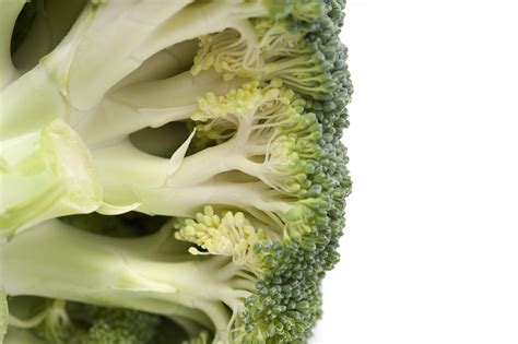 Underside Of A Fresh Head Of Broccoli Free Stock Image